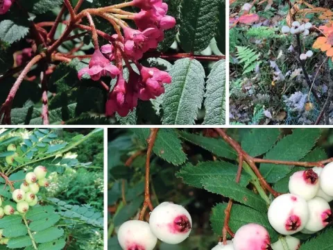 Slender-stalked mountain ash
