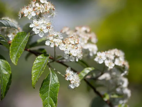 Folgner mountain ash