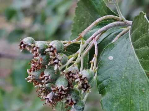 Greek whitebeam