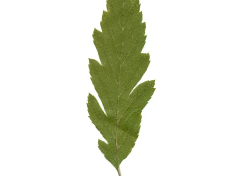 Lancet-leaved mountain ash