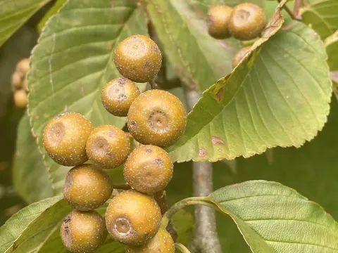 Giant-fruited Mountain Ash