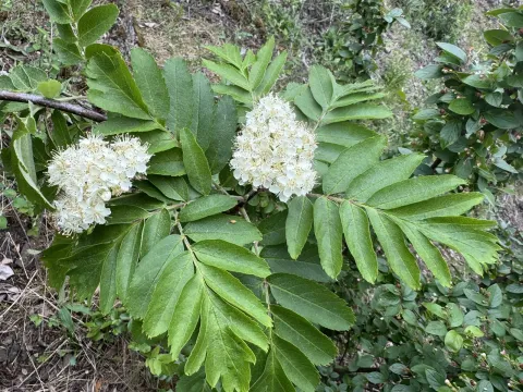 Meinich's Rowan