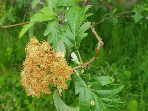 Рябина пренебреженная