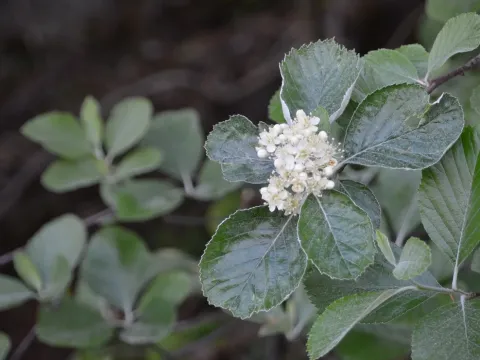 Blunt-leaved mountain ash