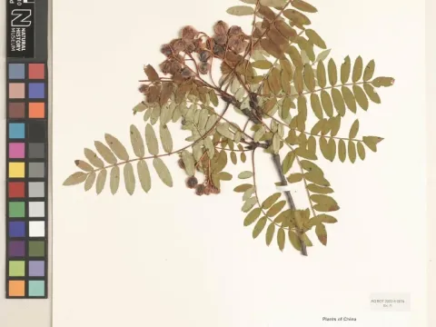 Pratt's mountain ash