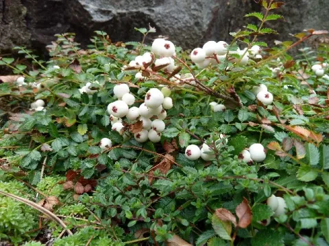 Dwarf rowan