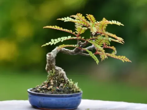 Dwarf mountain ash