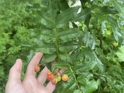 Sorbus sambucifolia