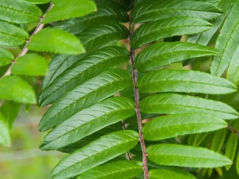 Ladder rowan