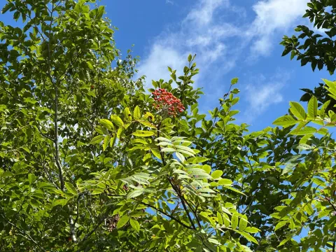 Late rowan