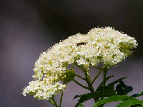 Rocky Mountain mountain ash