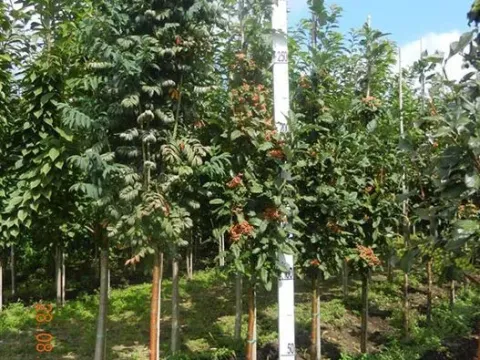 Thuringian whitebeam