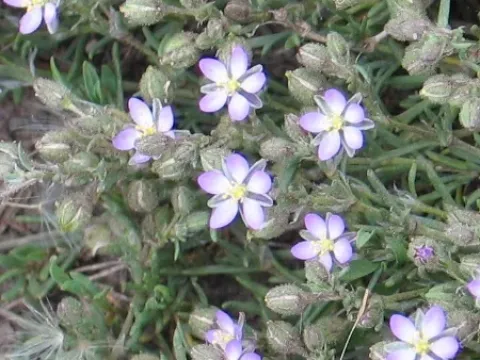 Sandspurry