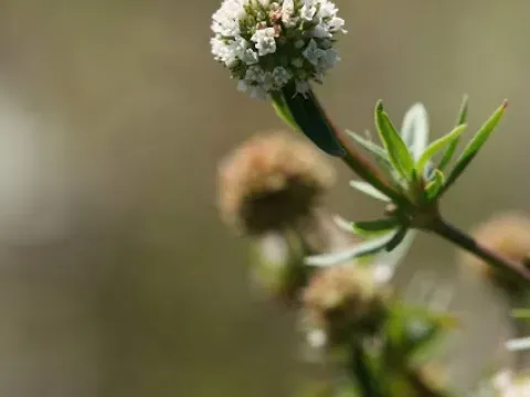 Spermacoce brevifolia