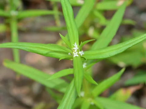 Spermacoce pusilla