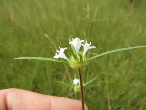 Спермакоце сферостигма