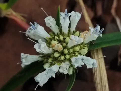 Spermacoce tenella