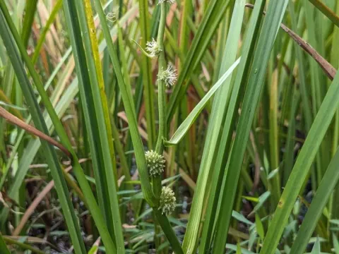 Sparganium fallax