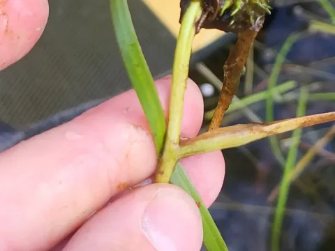 Floating bur-reed