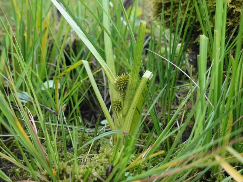 Clustered bur-reed