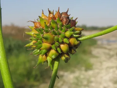 Sparganium stoloniferum