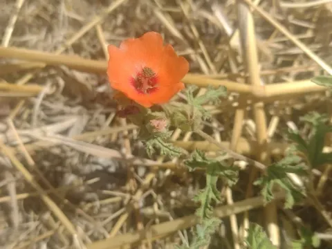 Sphaeralcea