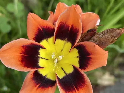 Sparaxis
