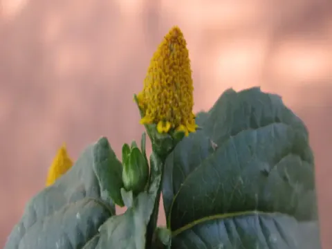 Акмела війчаста