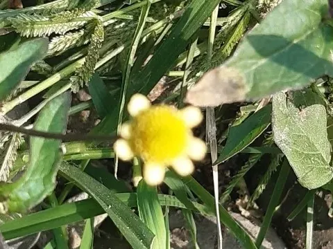 Acmella brachyglossa