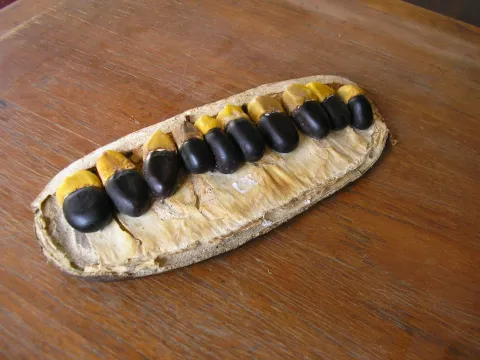 Афзелія