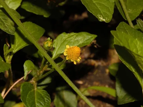 Acmella caulirhiza