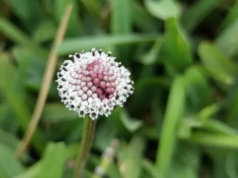 Spilanthes
