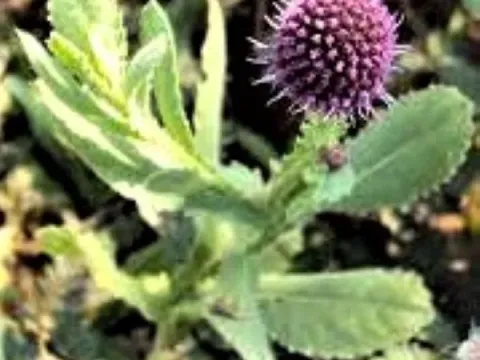 Sphaeranthus suaveolens