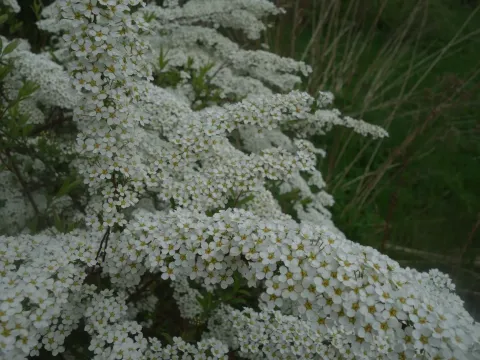 Spiraea arguta