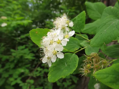 Alpine spirea