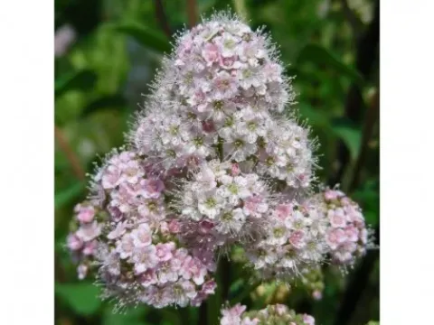 Spiraea brachybotrys