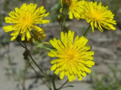 Hawksbeard