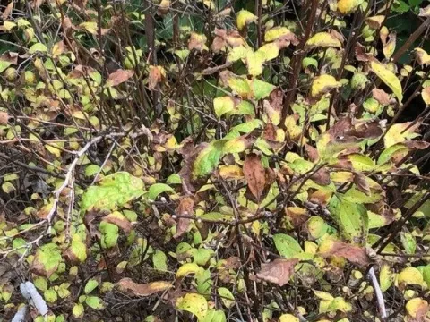 Spiraea canescens