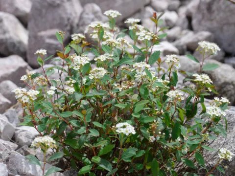Spiraea decumbens