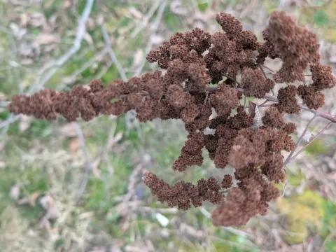 Спирея Дугласа