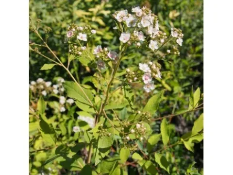 Spiraea fontenaysii