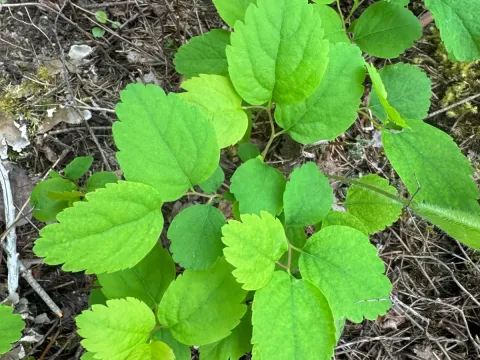 Shiny spirea