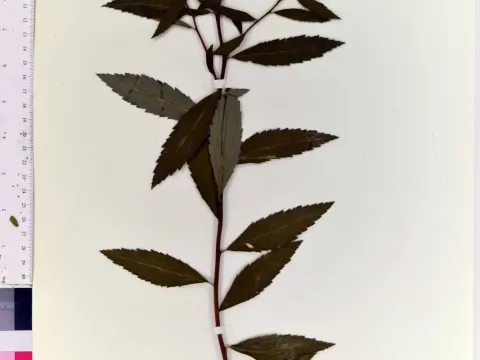 Margarita spirea