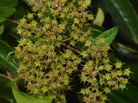 Spiraea micrantha