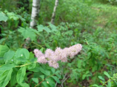 Menzies spirea