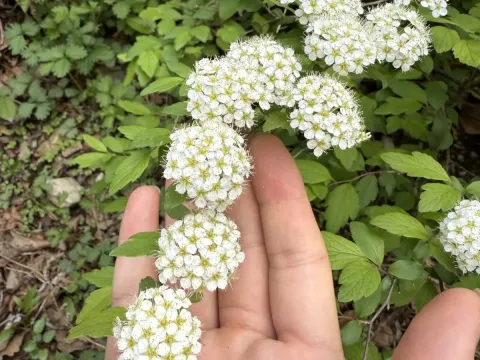 Wonsan spirea