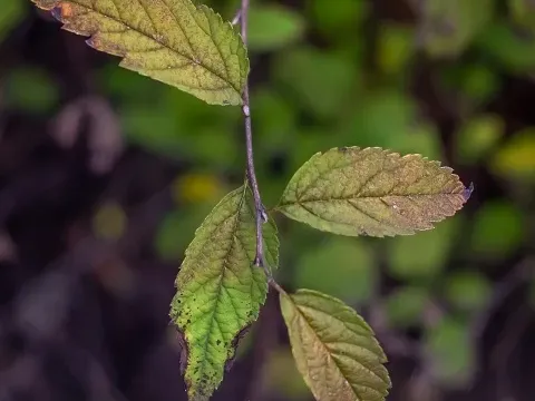 Spiraea rosthornii