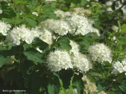 Spiraea schinabeckii