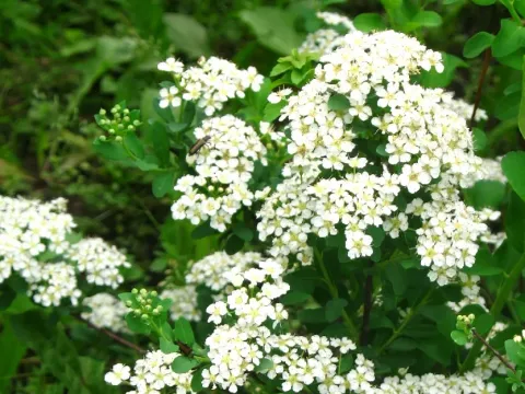 Спирея великолепная
