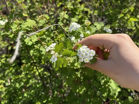 Спирея трехлопастная